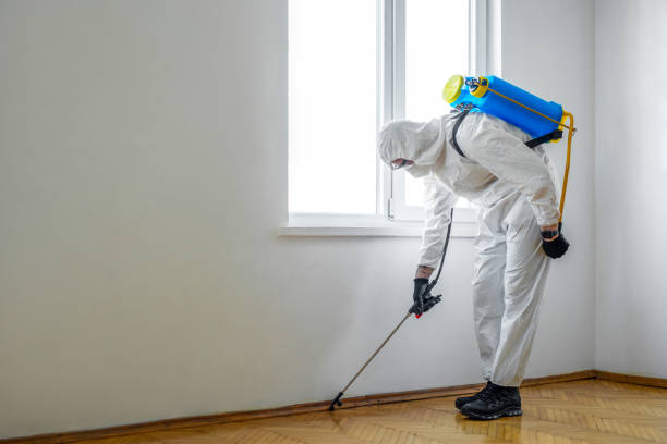 Best Termite Control Services  in Mino, CA