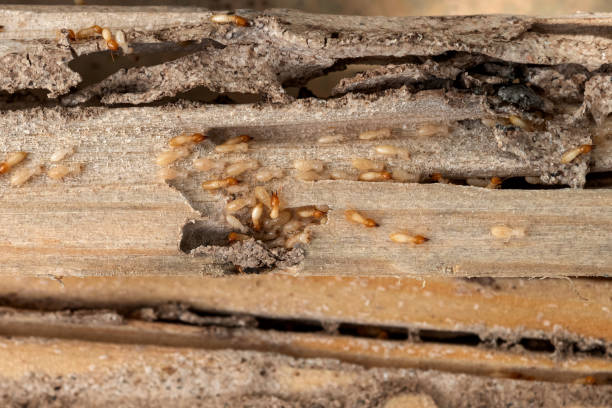 Best Best Pest Control Companies  in Mino, CA